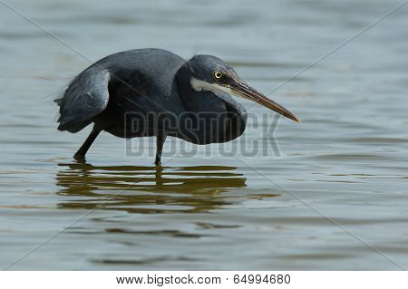 A Western Reef Heron (egretta Gularis) Copying The Hunting Style Of A Black Heron