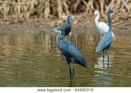 A Western Reef Heron (egretta Gularis) With Purple Facial Skin