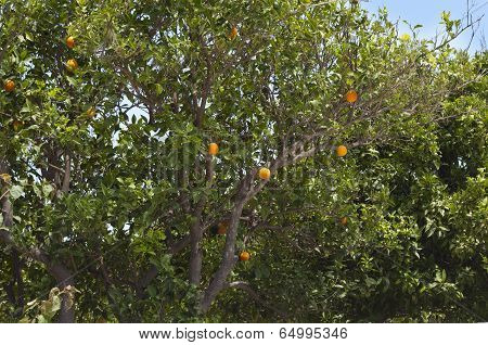 Orange Orchard