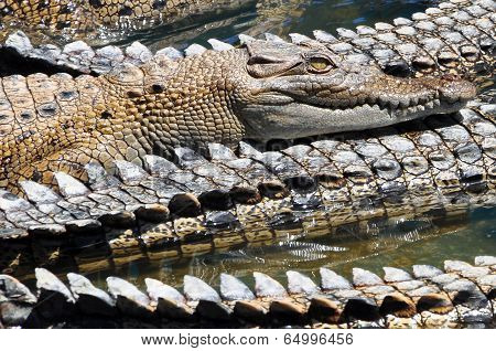 Sleeping Crocodiles
