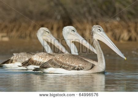 Three Pink-backed Pelicans Swimming Side By Side