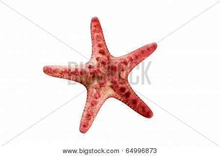Red Starfish