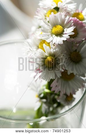 Beautiful daisies on the water