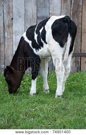 calf on the pasture