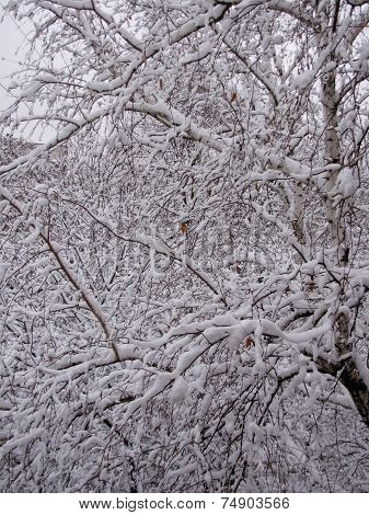 winter