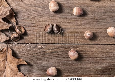 Acorn Cupule On Wooden Desk