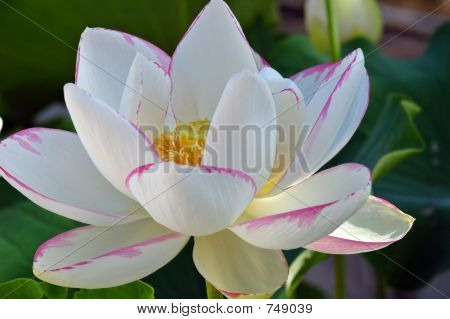Nelumbo alba striata