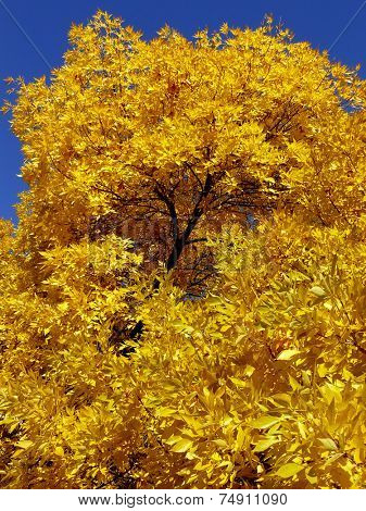 autumnal golden foliage of ash-tree