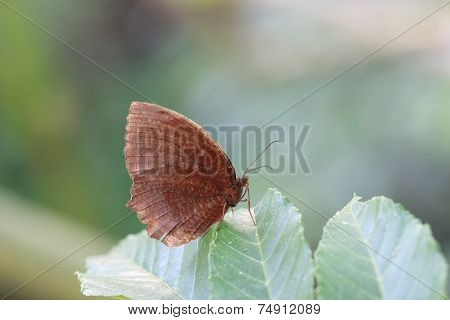 Brush-footed butterfly and green leaf