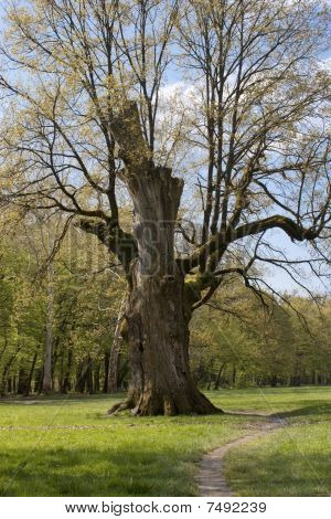 Vecchia quercia