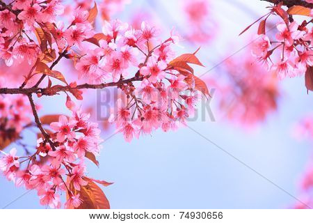 sakura in the garden