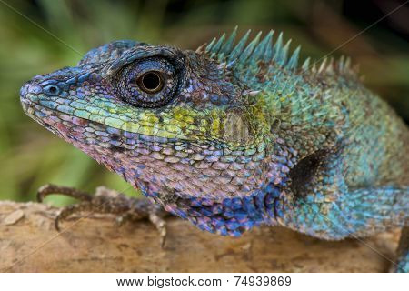 Crested agama / Calotes mystaceus