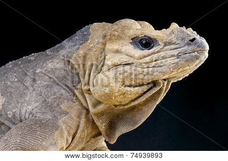 Rhinoceros Iguana / Cyclura cornuta