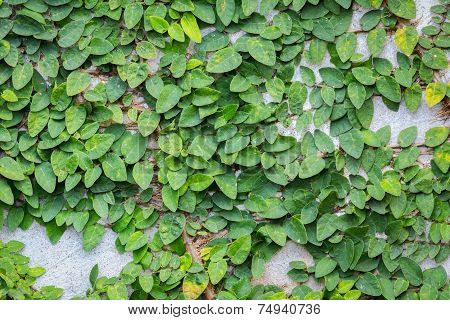 Background Of Coatbuttons Or Mexican Daisy On The Wall