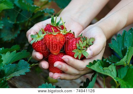 Fresh Strawberries Picked From A Strawberry Farm