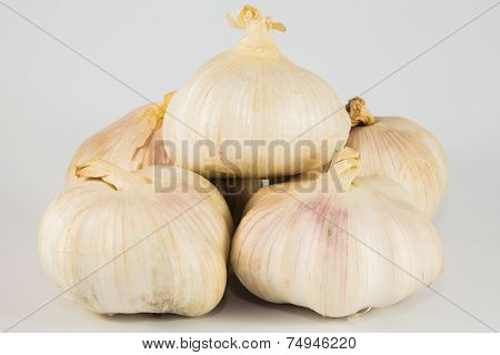 Garlic