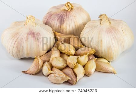 Garlic