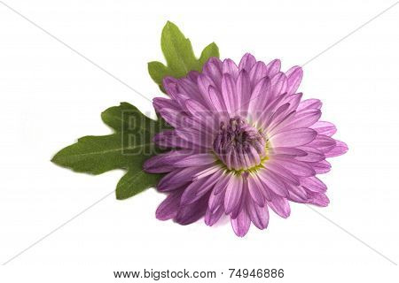 Flower and two leaves