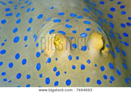 Caranx Ribbontail promień