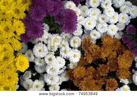 Colorful Gerbera Flowers