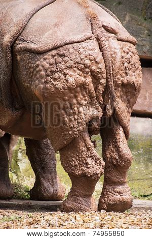 Rear View Of Indian Rhinoceros (rhinoceros Unicornis)