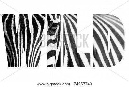 Word Wild Animal Zebre Portrait