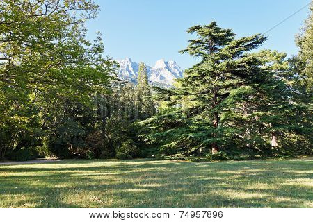 Lawn In Alupka (vorontsov) Garden In Autumn