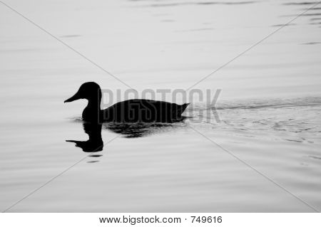 duck2