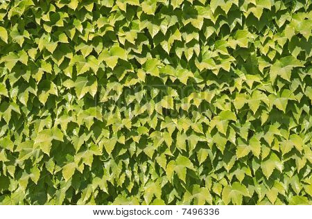 Ivy Textur