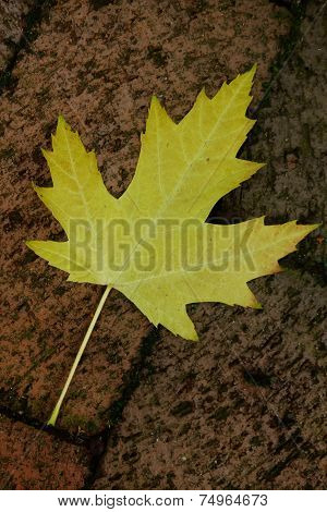 Yellow Sycamore Leaf