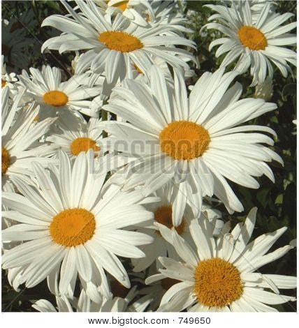 DaisiesField4