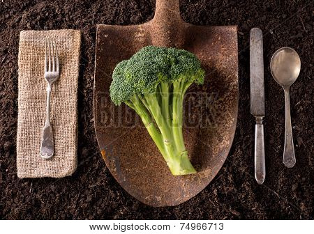 Broccoli
