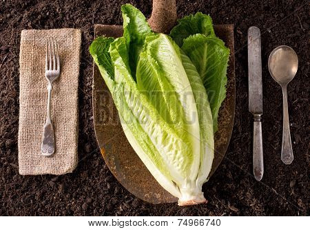 Romaine Lettuce