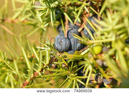 Juniperus communis
