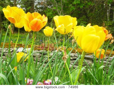 Żółte tulipany
