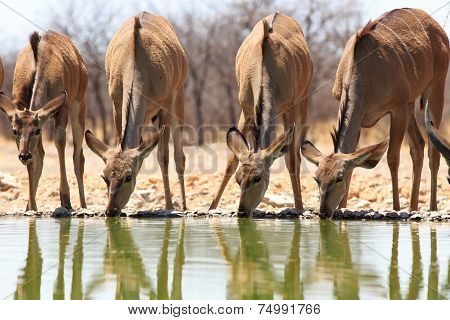 Herd of Kudu drinking from waterhole