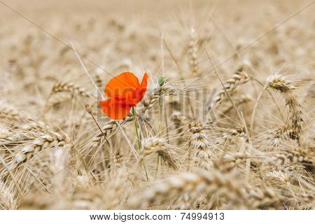Poppy In Grainfield