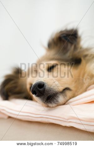 Sheltie sleeping on the couch
