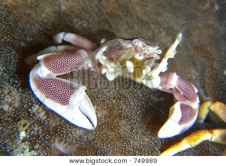 Sasanka krab