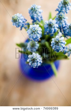 Bunch of Fresh Muscari Flowers