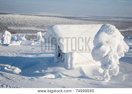 Beautiful winter landscape with snowy trees in Lapland