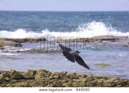 Fly von crow