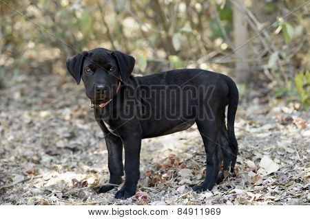 Black Puppy Dog Standing.