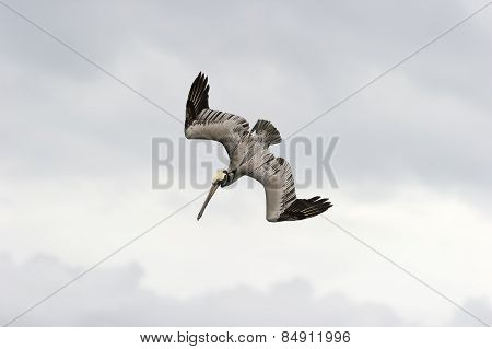 Wildlife Pelican Bird