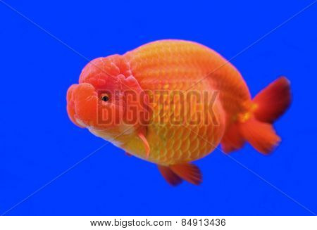 Ranchu Or Lion Head Goldfish