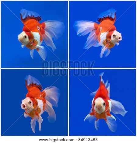 Goldfish