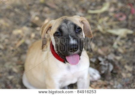 Curious Cute Puppy Looking