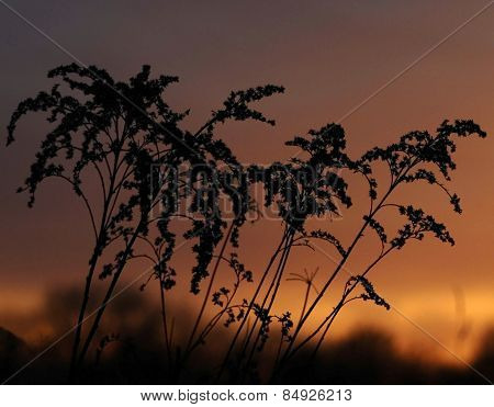 Grass views
