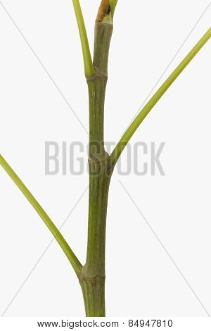Close-up of a pipal stem