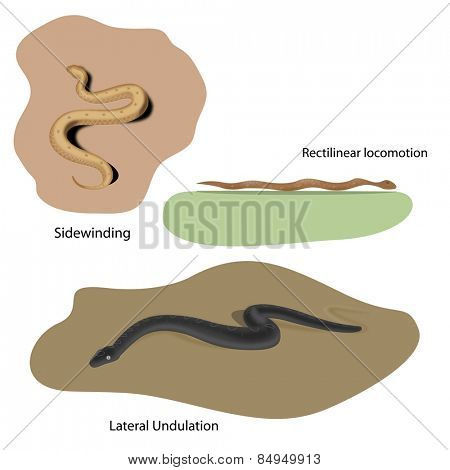 Lateral Undulation, Rectilinear and Sidewinding locomotion of snakes